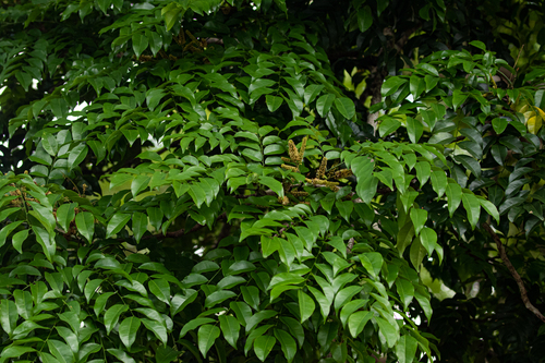 Erythrophleum suaveolens — photo