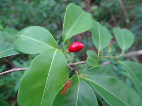 Erythroxylum areolatum — photo