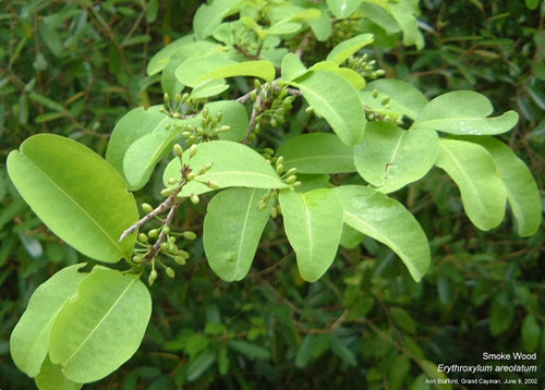 Erythroxylum areolatum — photo