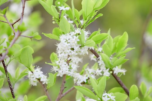 Erythroxylaceae