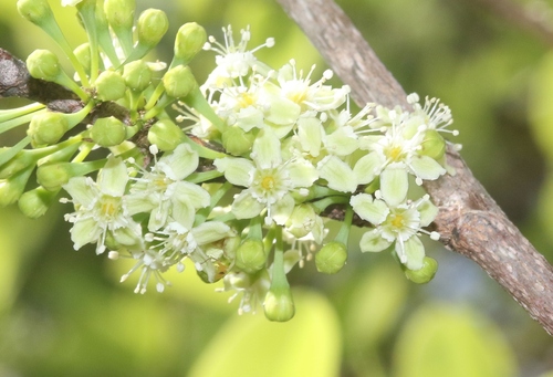 Erythroxylum coca (Coca) — photo