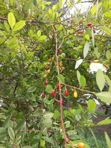 Erythroxylum coca (Coca) — photo