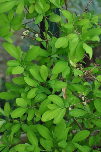 Erythroxylum coca