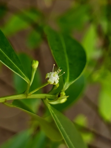 Erythroxylum cuneatum — photo