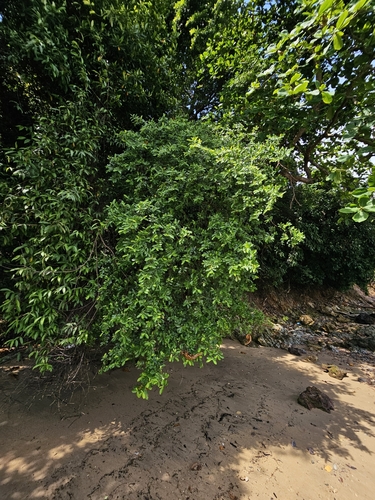 Erythroxylum cuneatum — photo
