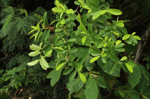 Erythroxylum cuneatum