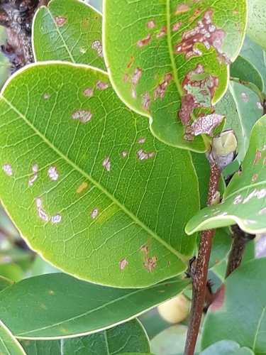Erythroxylum deciduum (Saguimba) — photo