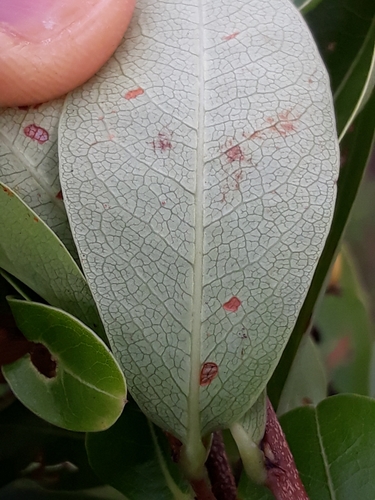 Erythroxylum deciduum (Saguimba) — photo