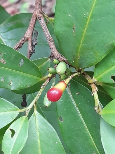 Erythroxylum deciduum