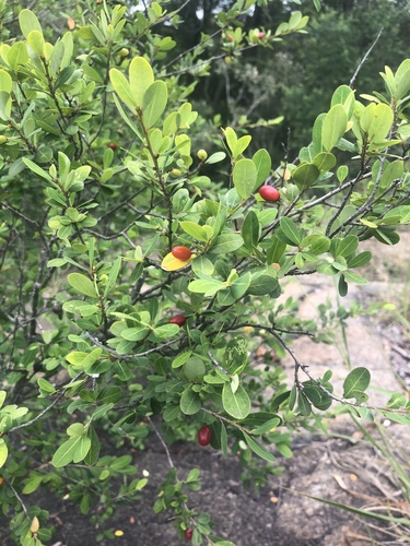 Erythroxylum delagoense (Small leaved coca tree) — photo