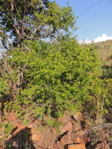 Erythroxylum delagoense