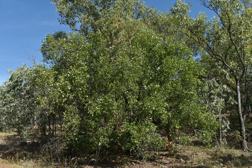 Erythroxylum ellipticum (Kerosene tree) — photo