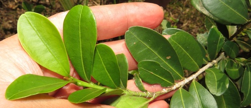 Erythroxylum emarginatum (Common coca tree) — photo
