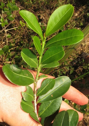 Erythroxylum emarginatum (Common coca tree) — photo