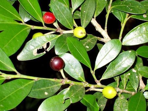 Erythroxylum emarginatum