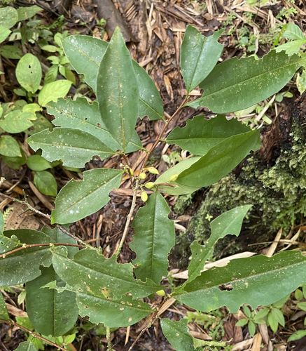 Erythroxylum gracilipes — photo