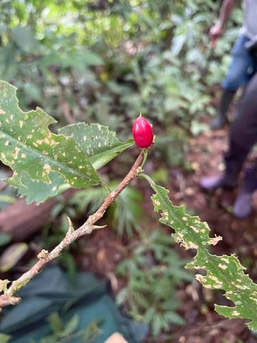 Erythroxylum gracilipes — photo