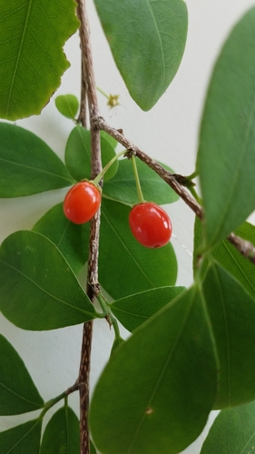 Erythroxylum havanense (Bracelet) — photo