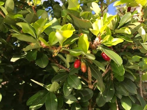 Erythroxylum havanense (Bracelet) — photo