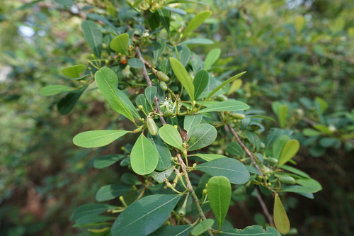 Erythroxylum monogynum (Red cedar) — photo