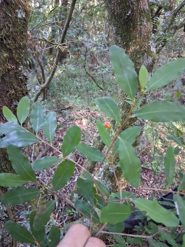 Erythroxylum myrsinites — photo