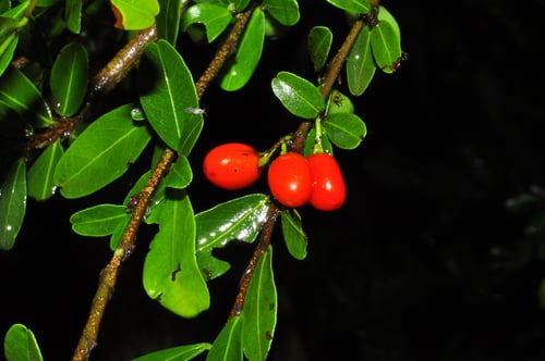 Erythroxylum myrsinites