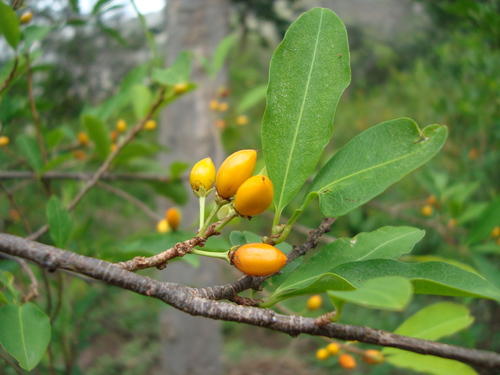Erythroxylum novogranatense