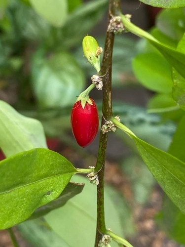 Erythroxylum novogranatense var. truxillense