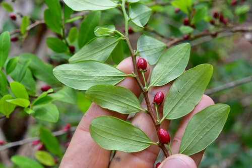 Erythroxylum novogranatense var. truxillense (Trujilla coca) — photo
