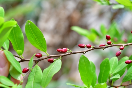 Erythroxylum novogranatense var. truxillense (Trujilla coca) — photo