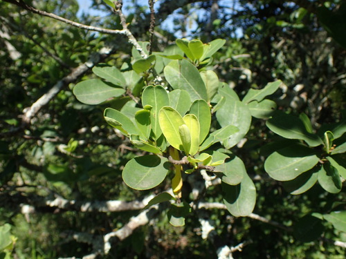 Erythroxylum pictum (Forest coca tree) — photo