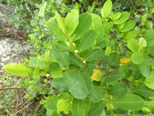 Erythroxylum pictum