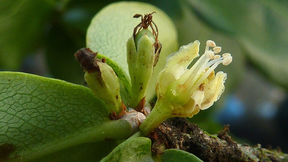 Erythroxylum vaccinifolium (Catuaba) — photo