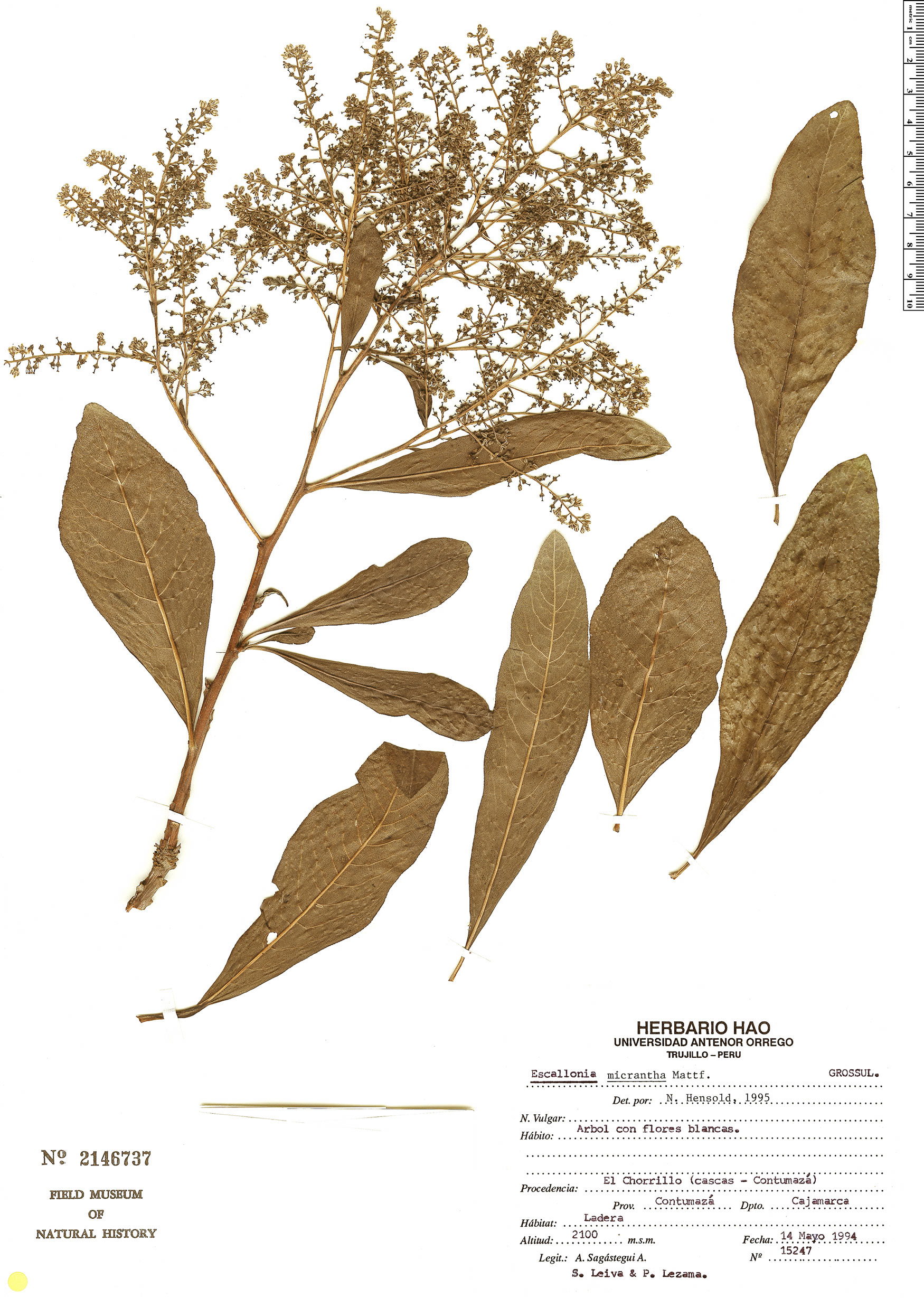 Escalloniaceae