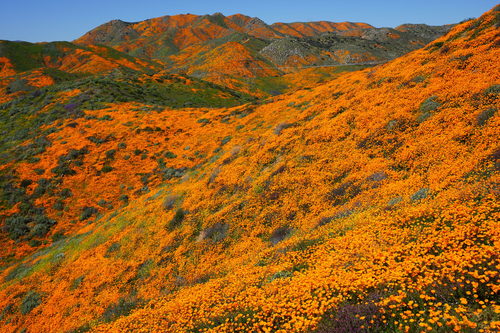 Eschscholzia californica (Californian Poppy) — photo
