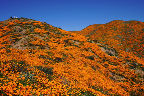 Eschscholzia californica (Californian Poppy) — photo