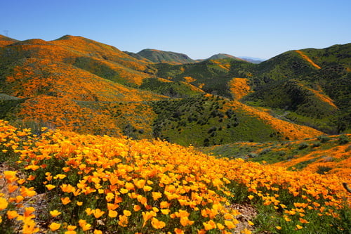 Eschscholzia californica