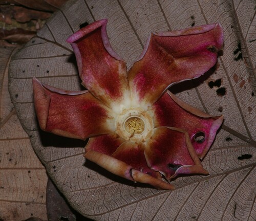 Eschweilera grandiflora (Big flower eschweilera) — photo