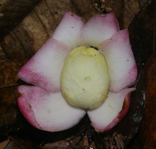 Eschweilera grandiflora