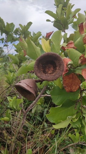 Eschweilera nana