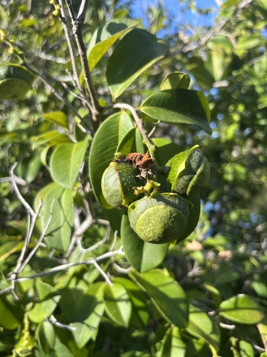 Eschweilera ovata (Biriba) — photo