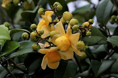 Eschweilera ovata