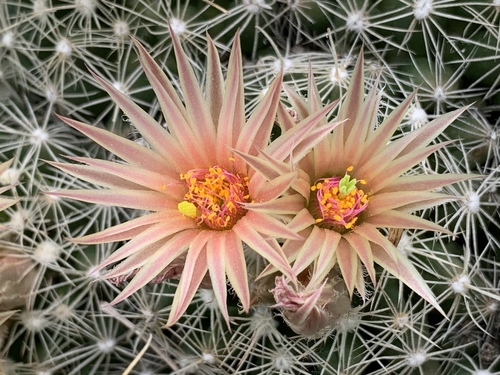 Escobaria missouriensis var. missiouriensis (Missouri foxtail cactus) — photo