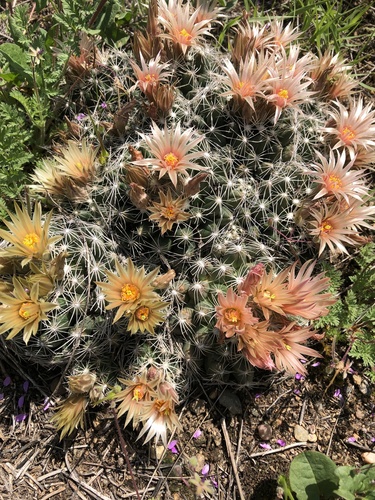 Escobaria missouriensis var. missiouriensis (Missouri foxtail cactus) — photo