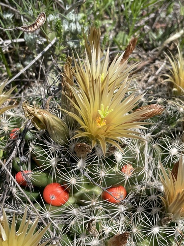 Escobaria missouriensis var. missiouriensis