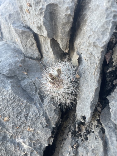 Escobaria robbinsorum (Cochise pincushion cactus) — photo