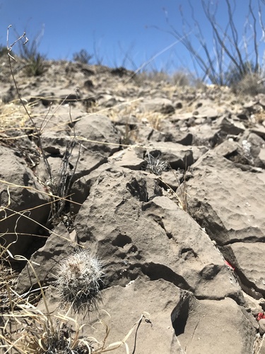 Escobaria robbinsorum (Cochise pincushion cactus) — photo