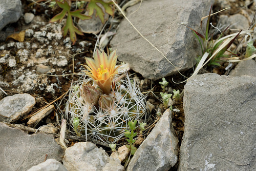 Escobaria robbinsorum