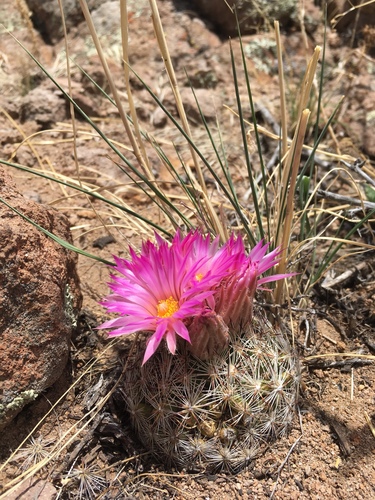 Escobaria vivipara (Cushion cactus) — photo