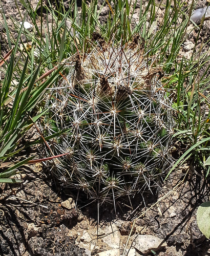 Escobaria vivipara (Cushion cactus) — photo